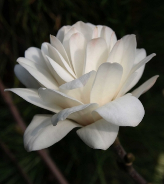 Magnolia Loebnera (Magnolia loebnerii) Mag